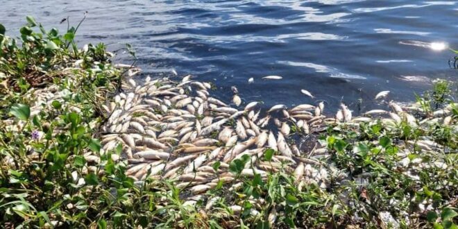 MADES insta a no consumir los peces encontrados en Ñeembucú